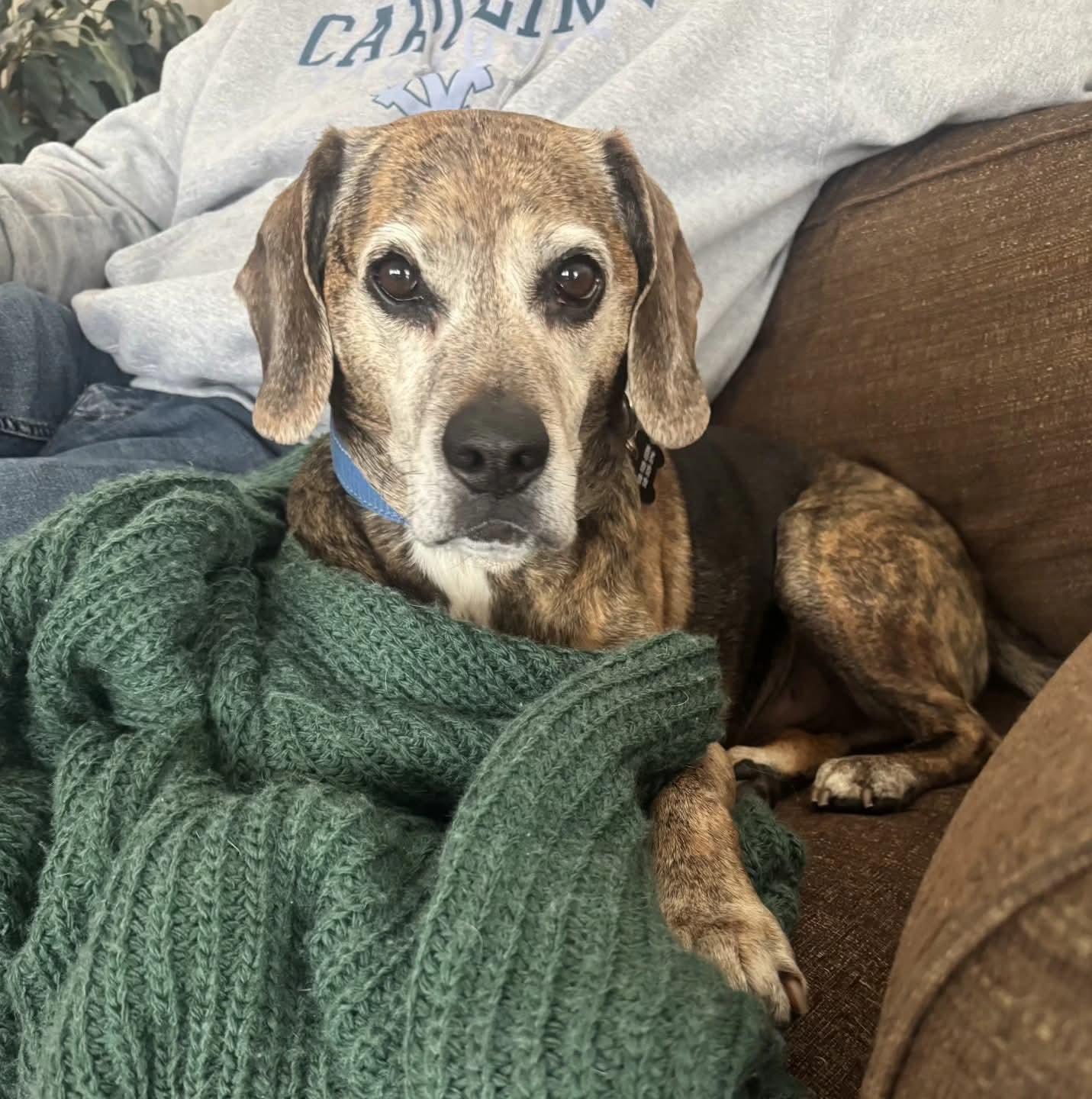 Joey Tribbiani, Adoptable, Adult Male Beagle.