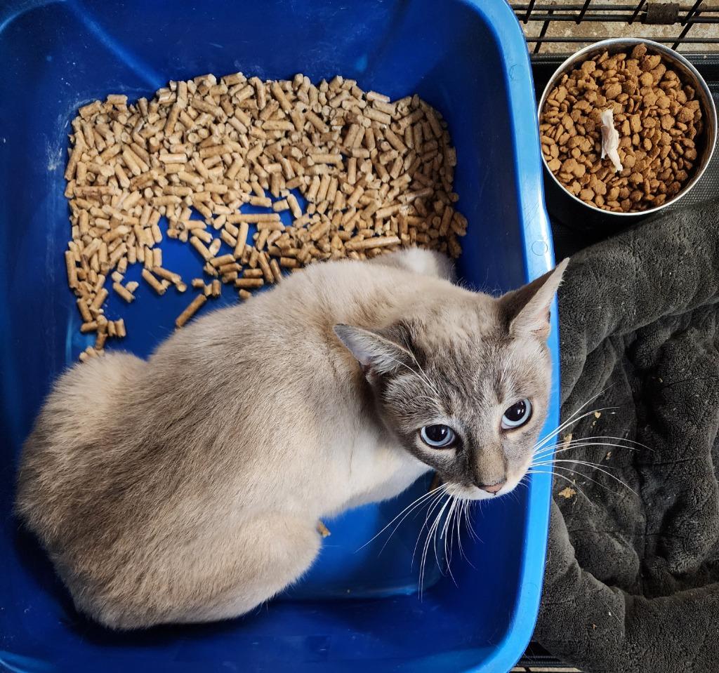 Aria, Adopted, Adult Female Himalayan & Snowshoe.