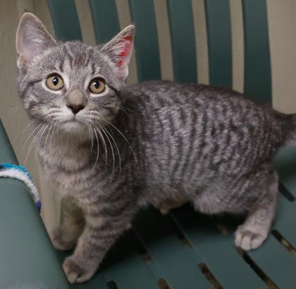 Enlarge Serena, a Adoptable mixed breed in Baraboo, WI image 1/3