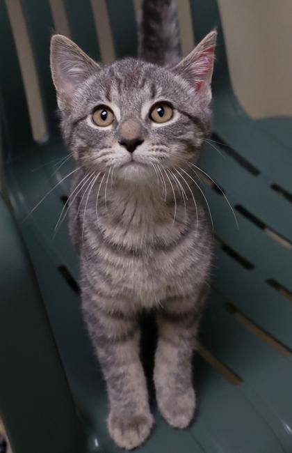 Enlarge Serena, a Adoptable mixed breed in Baraboo, WI image 2/3