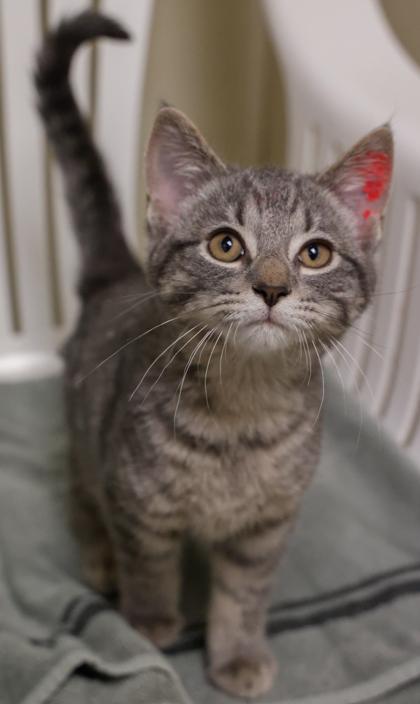 Enlarge Serena, a Adoptable mixed breed in Baraboo, WI image 3/3