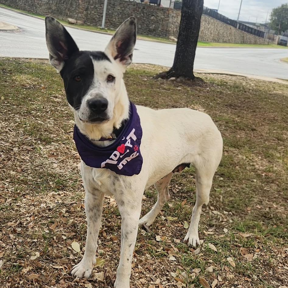 Enlarge Myrtle JuM, a Adoptable mixed breed in Austin, TX image 3/6