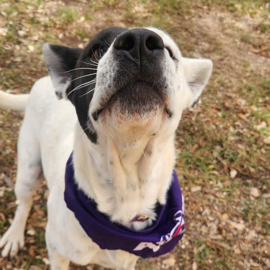 Enlarge Myrtle JuM, a Adoptable mixed breed in Austin, TX image 4/6