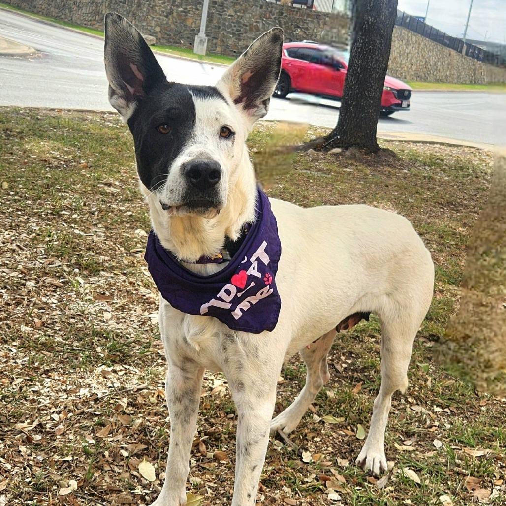 Enlarge Myrtle JuM, a Adoptable mixed breed in Austin, TX image 5/6