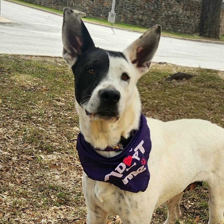 Myrtle JuM, Adoptable, Adult Female Australian Cattle Dog / Blue Heeler & Spaniel.