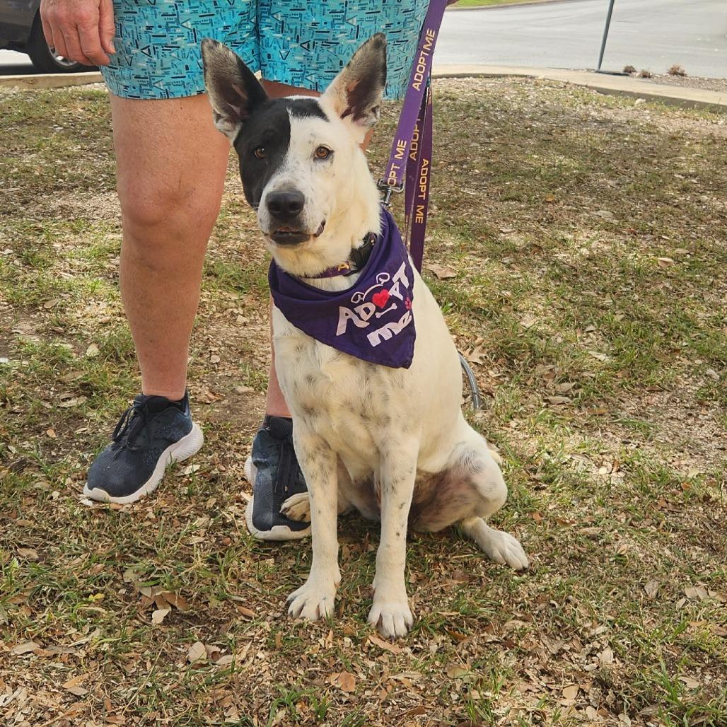 Enlarge Myrtle JuM, a Adoptable mixed breed in Austin, TX image 6/6