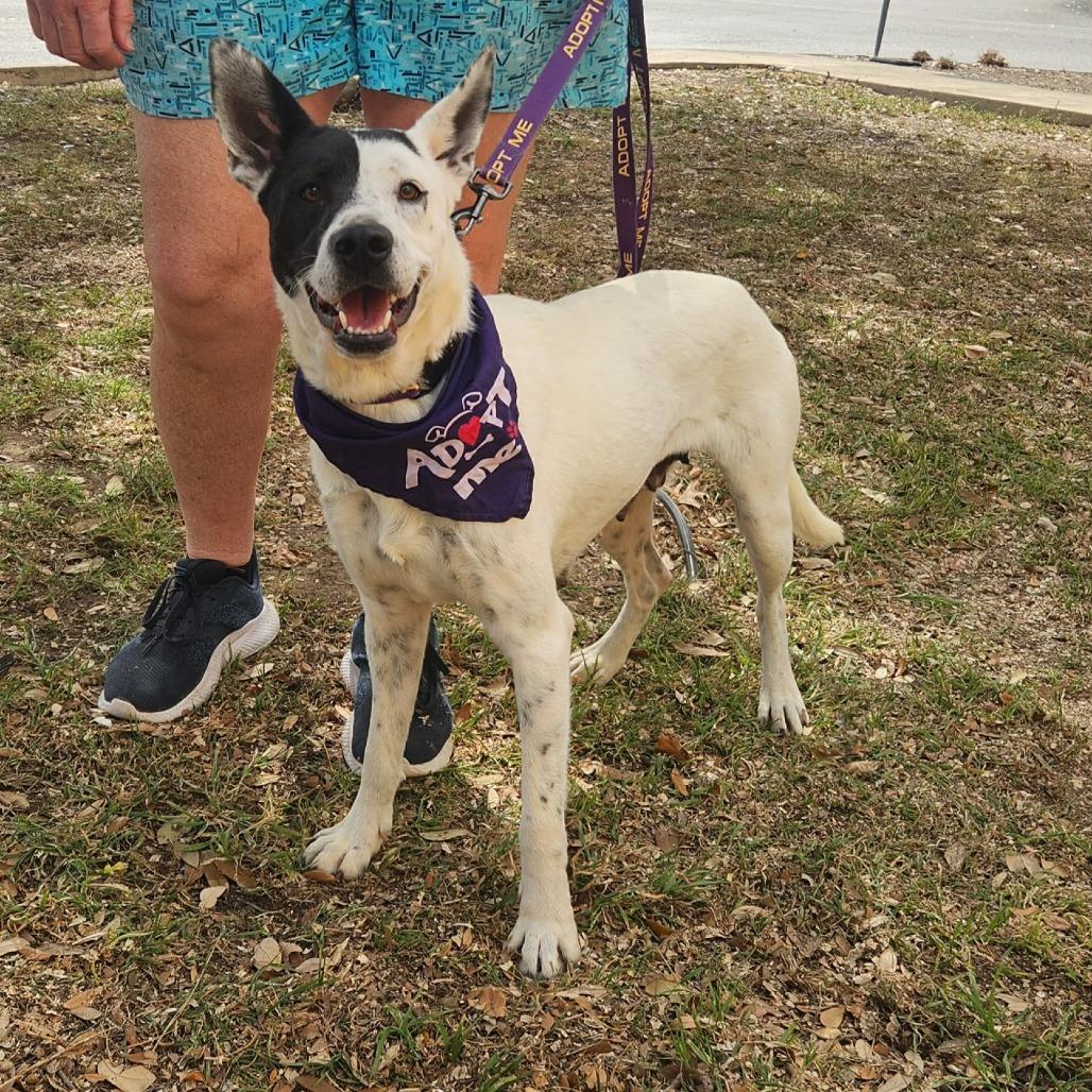 Enlarge Myrtle JuM, a Adoptable mixed breed in Austin, TX image 2/6