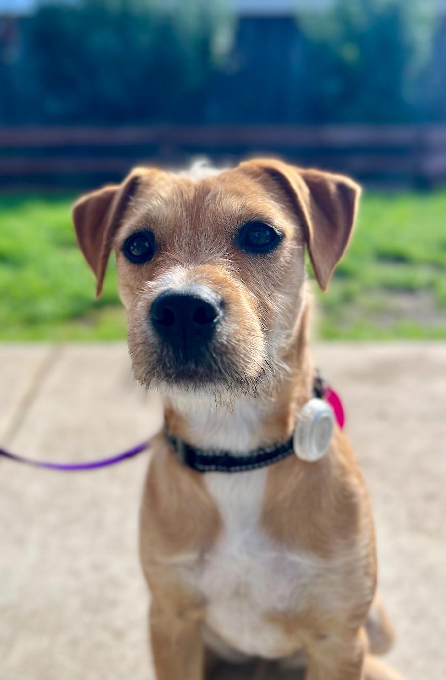 Enlarge Roxy, an adopted mixed breed in Newport Beach, CA image 5/6