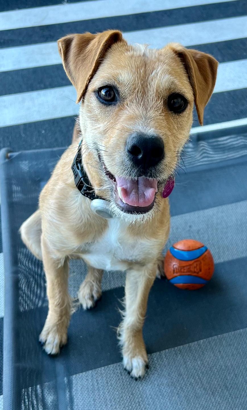 Enlarge Roxy, an adopted mixed breed in Newport Beach, CA image 4/6