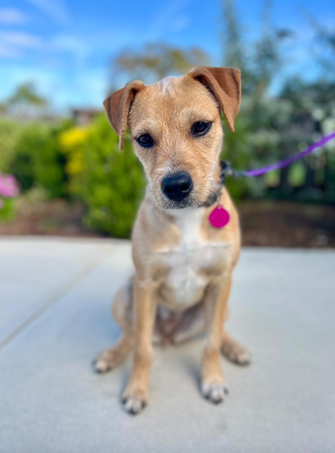 Enlarge Roxy, an adopted mixed breed in Newport Beach, CA image 2/6