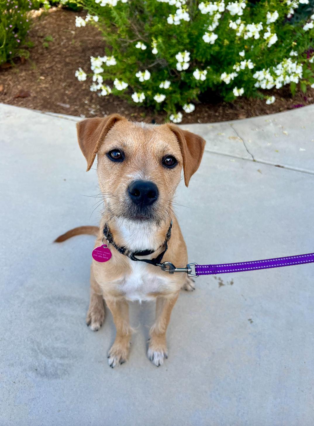 Roxy, adopted, Puppy Female Airedale Terrier & Irish Terrier.