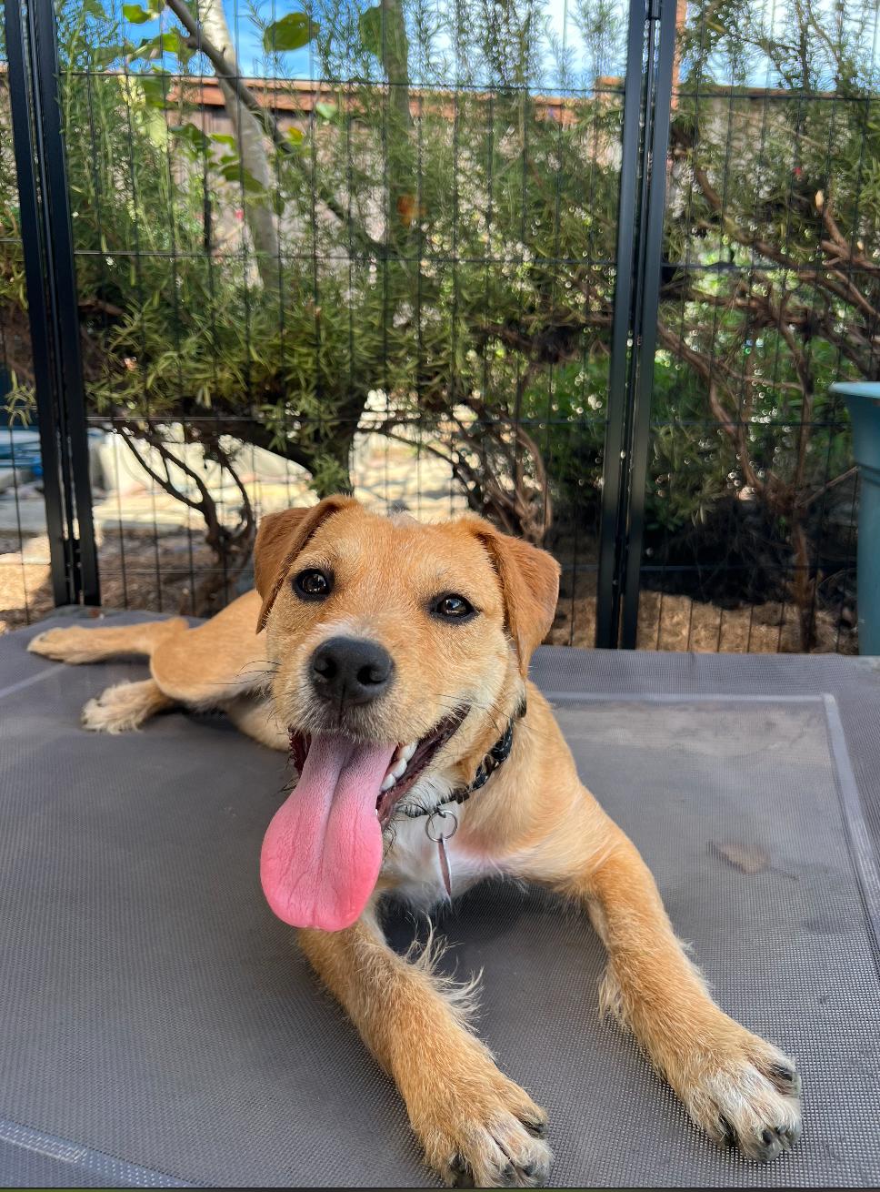 Enlarge Roxy, an adopted mixed breed in Newport Beach, CA image 3/6