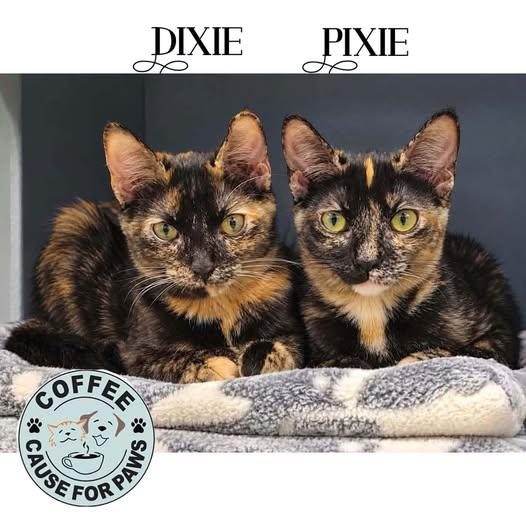 Dixie & Pixie, Adoptable, Young Female Tortoiseshell.