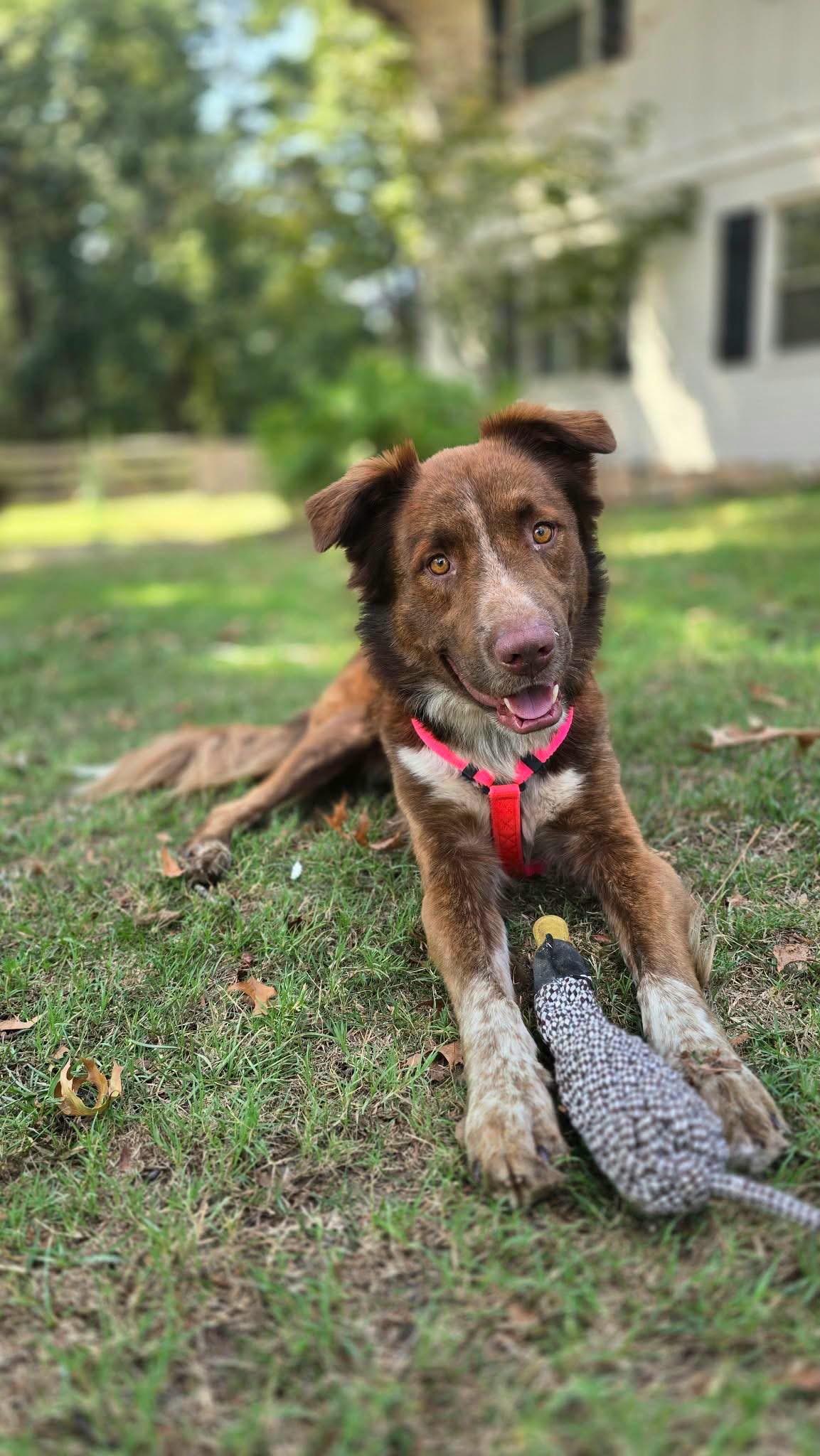 Enlarge Waylon, a Adoptable mixed breed in Alexander, AR image 2/6