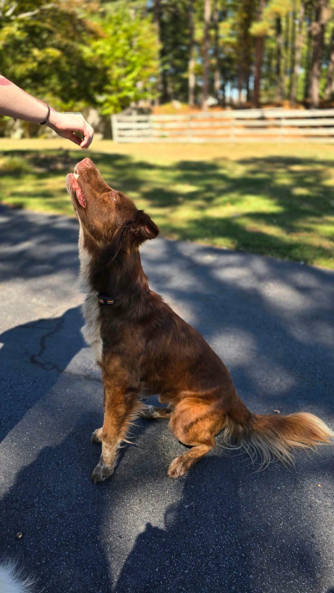 Enlarge Waylon, a Adoptable mixed breed in Alexander, AR image 5/6