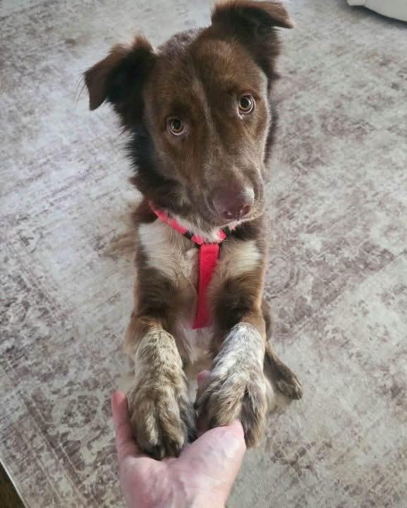 Waylon, Adoptable, Young Male Australian Shepherd.