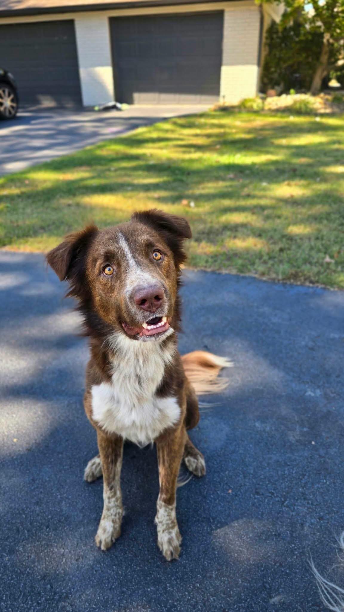 Enlarge Waylon, a Adoptable mixed breed in Alexander, AR image 6/6