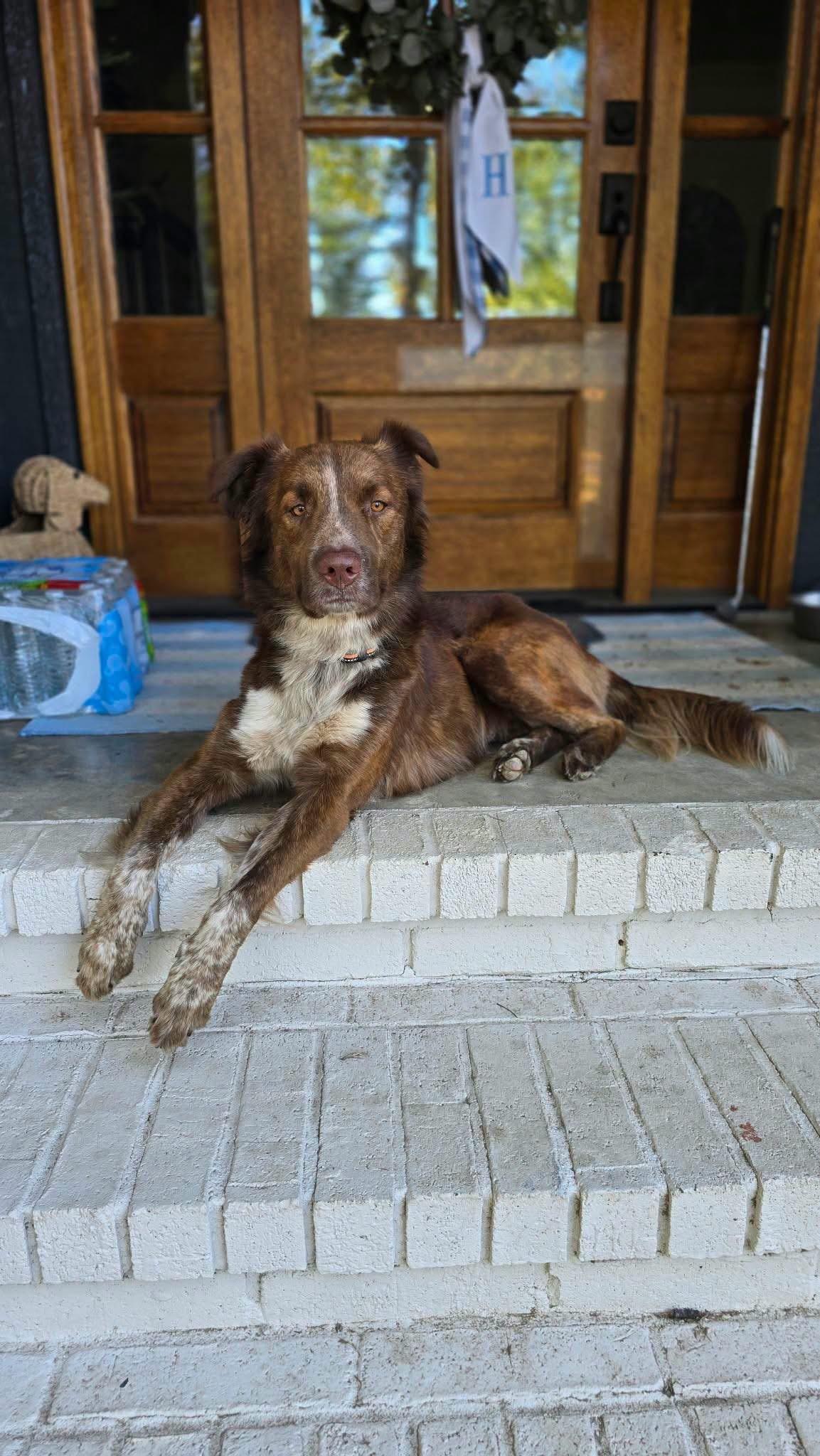 Enlarge Waylon, a Adoptable mixed breed in Alexander, AR image 3/6