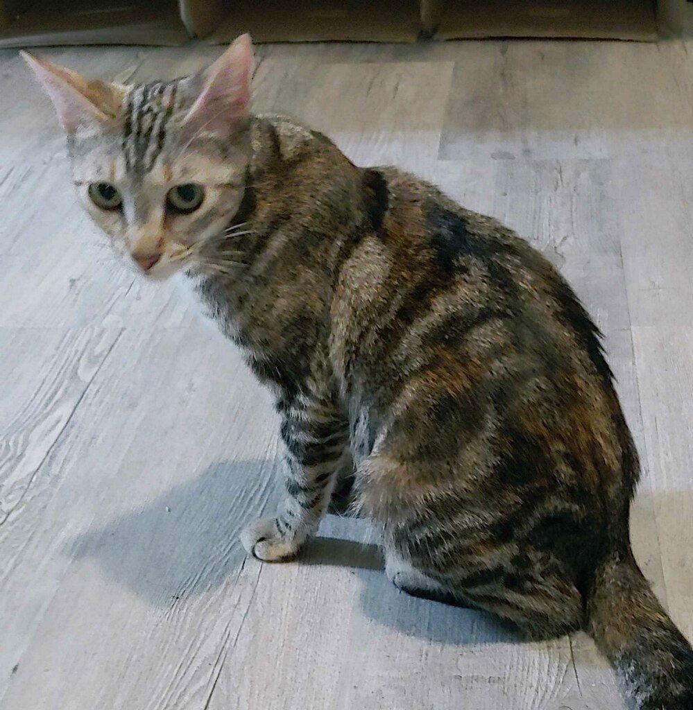 Misu, a Adoptable Domestic Short Hair in Oakland Park, FL image 1/3