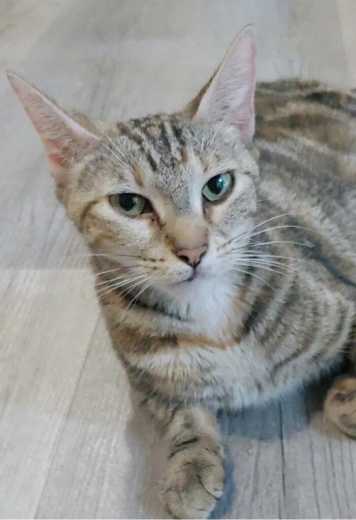 Misu, a Adoptable Domestic Short Hair in Oakland Park, FL image 2/3