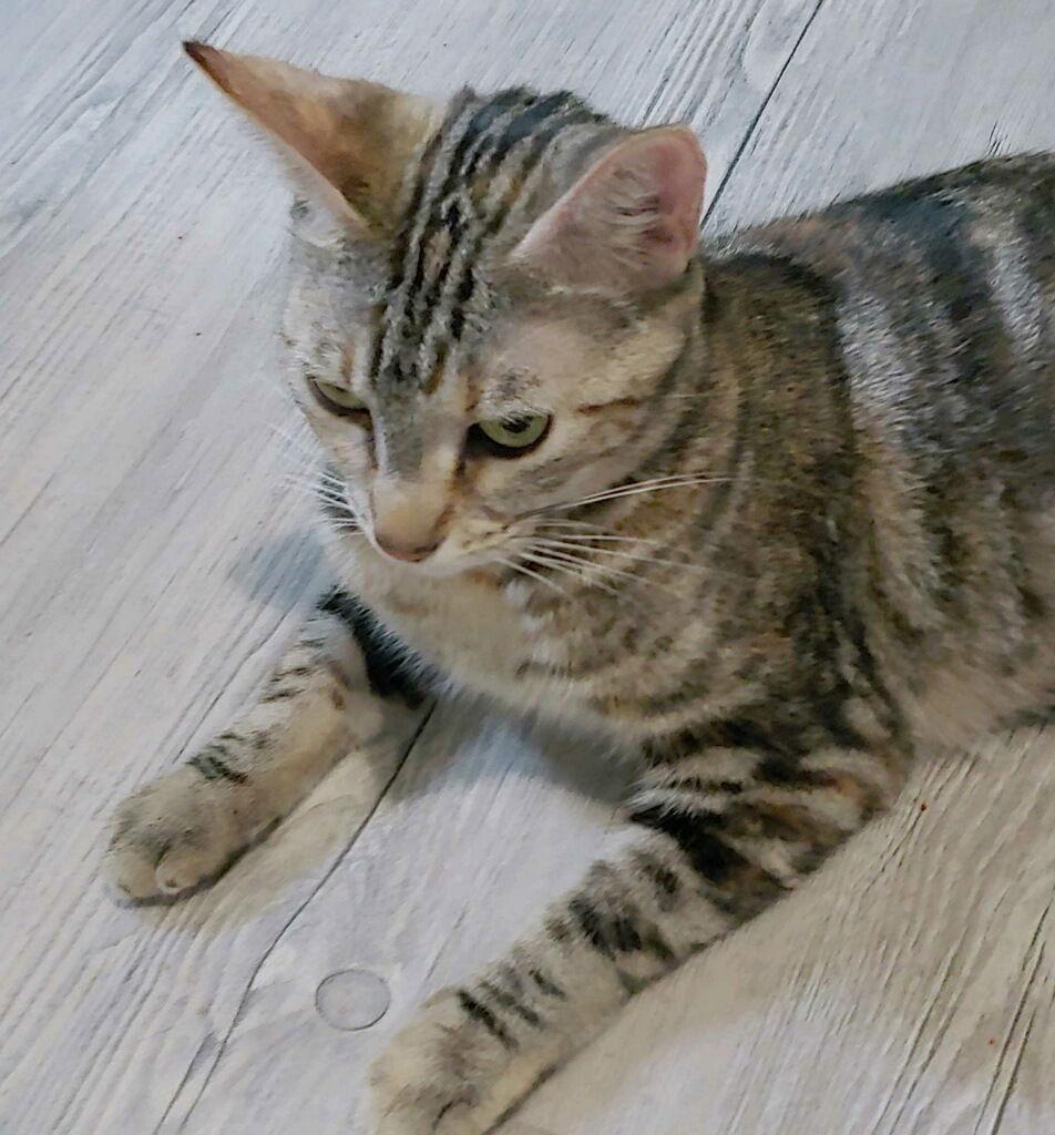 Misu, a Adoptable Domestic Short Hair in Oakland Park, FL image 3/3