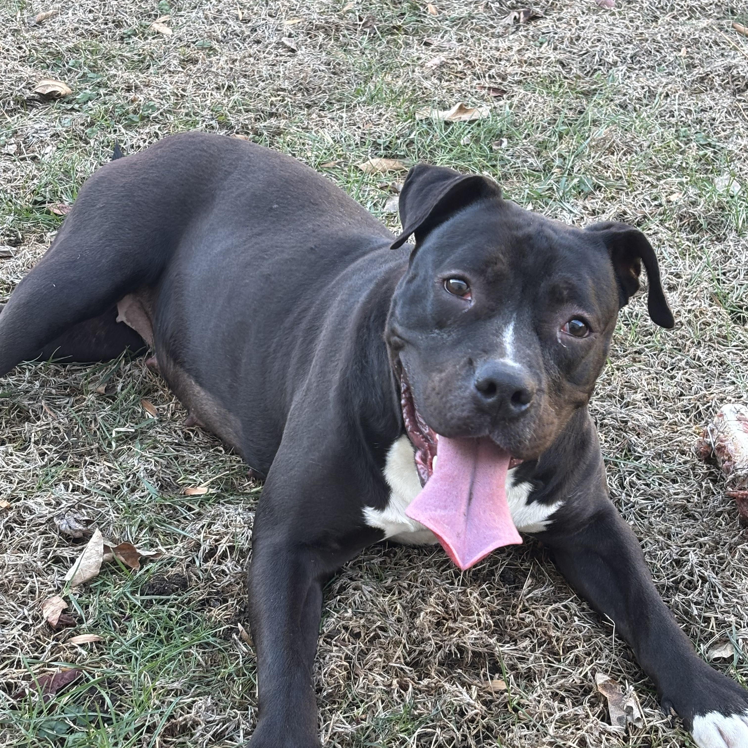 Enlarge Spice, a Adoptable mixed breed in Springfield, IL image 2/5