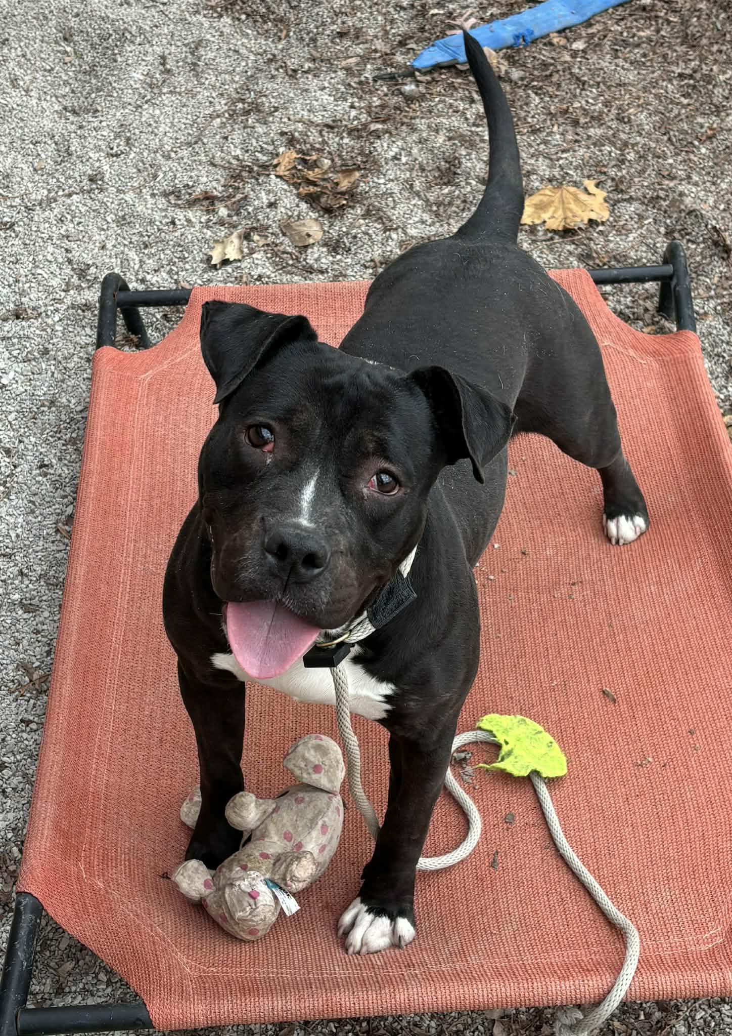 Enlarge Spice, a Adoptable mixed breed in Springfield, IL image 1/4