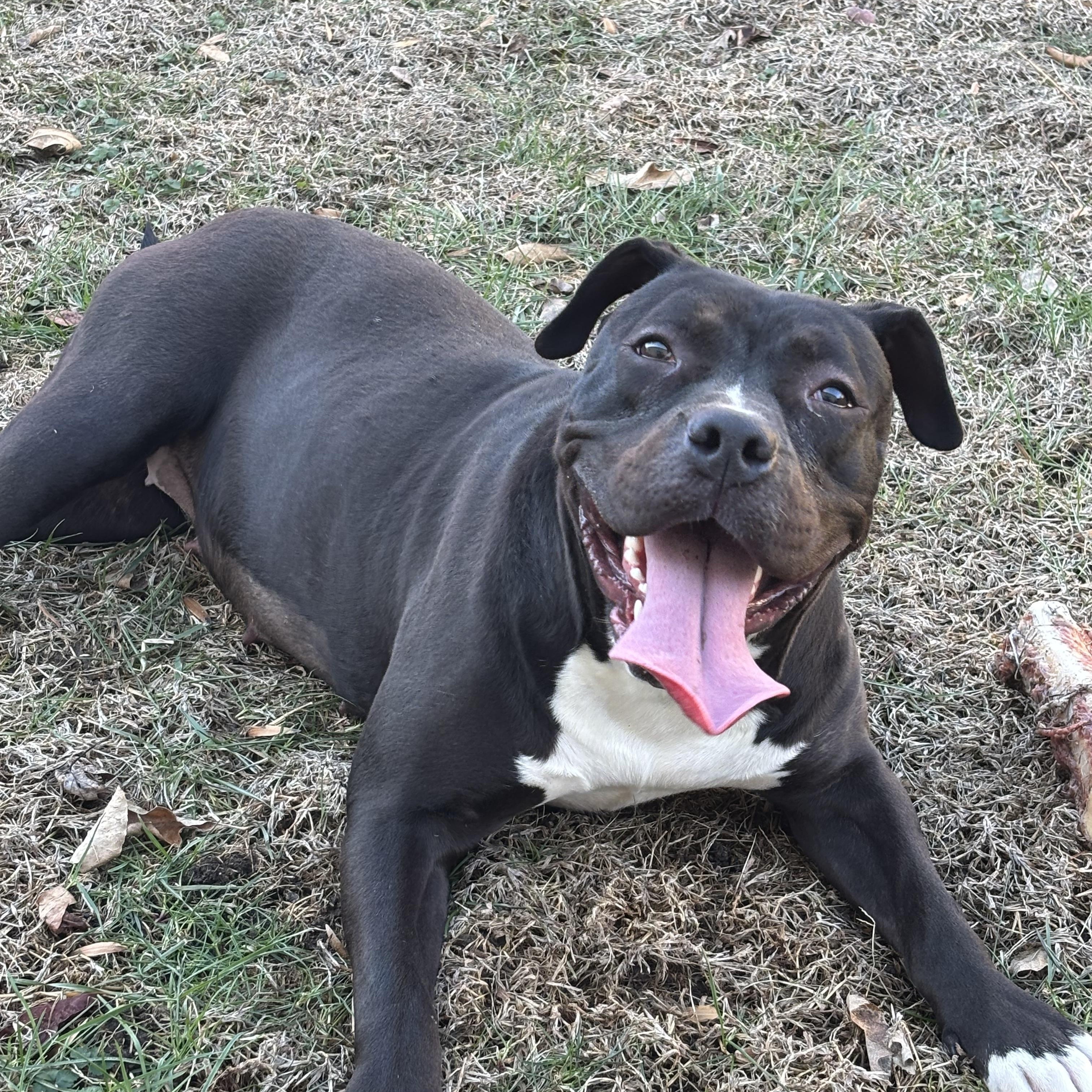 Enlarge Spice, a Adoptable mixed breed in Springfield, IL image 1/5