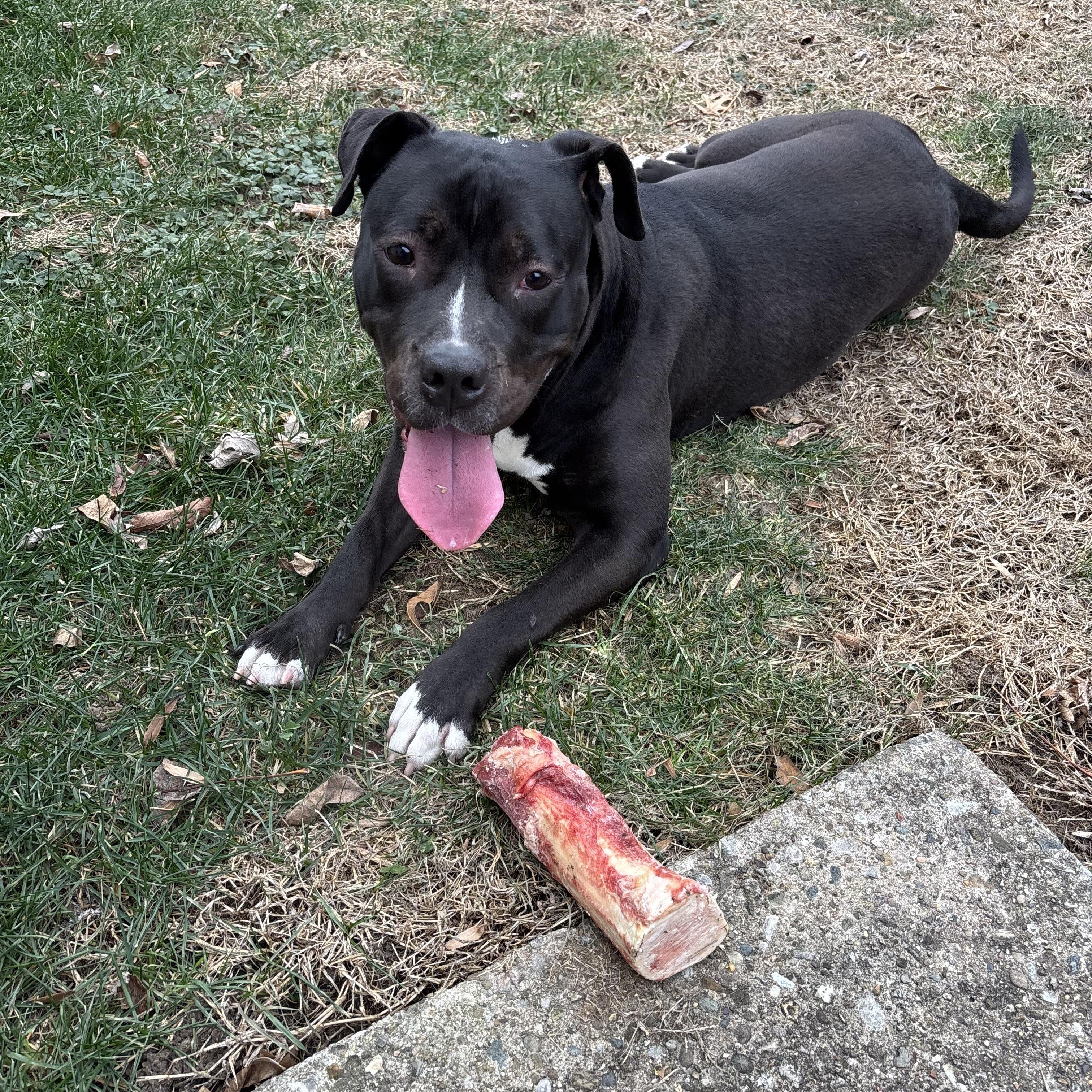 Enlarge Spice, a Adoptable mixed breed in Springfield, IL image 3/5