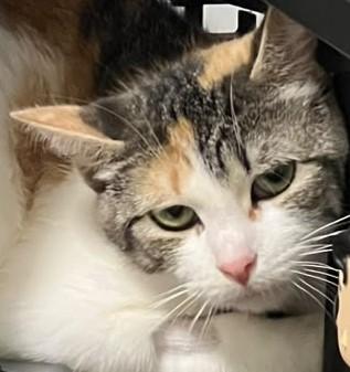 Enlarge Jasmine, a Adoptable Domestic Short Hair in Mississauga, ON image 1/1
