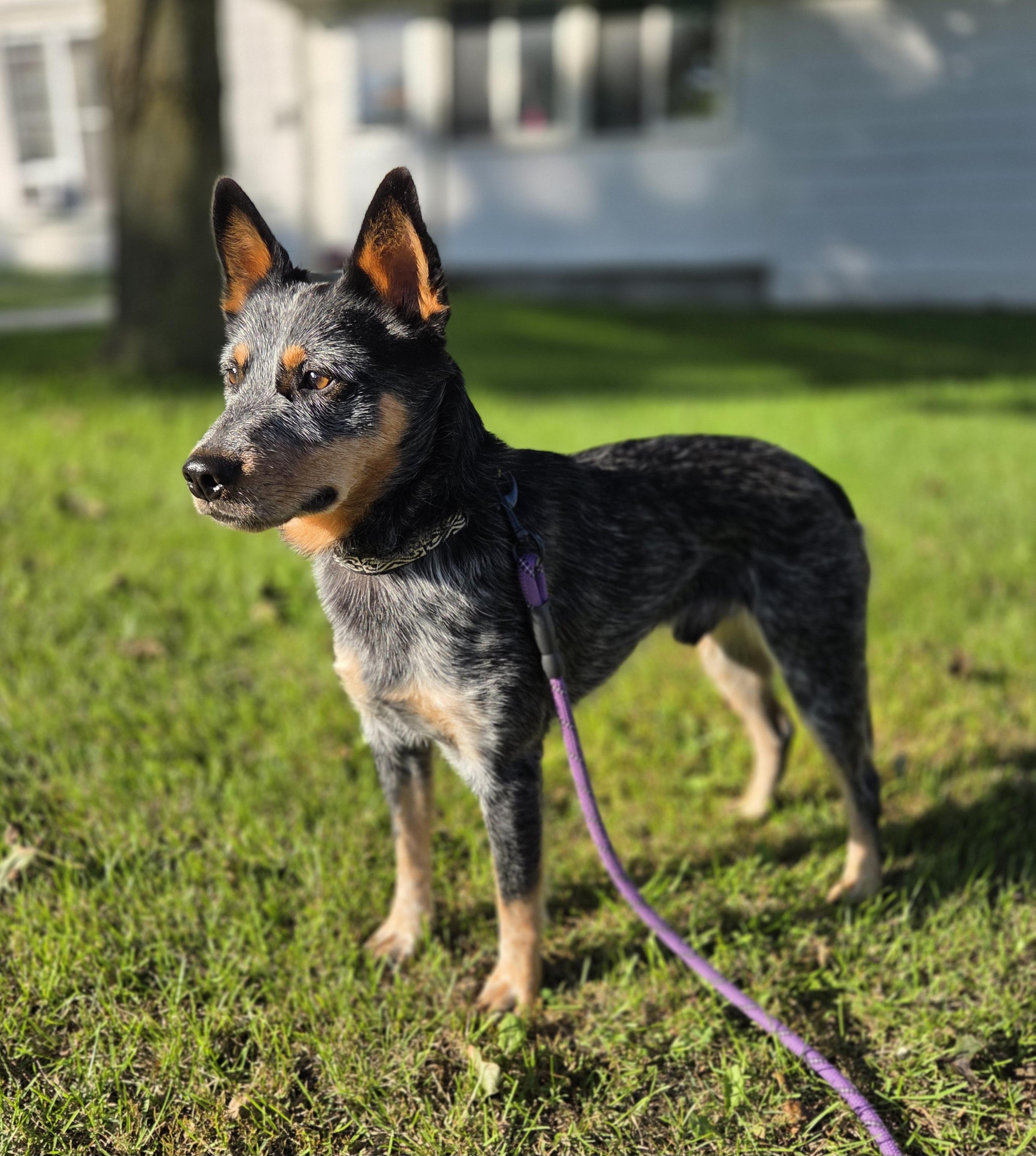 Eddy, Adopted, Young Male Australian Cattle Dog / Blue Heeler.