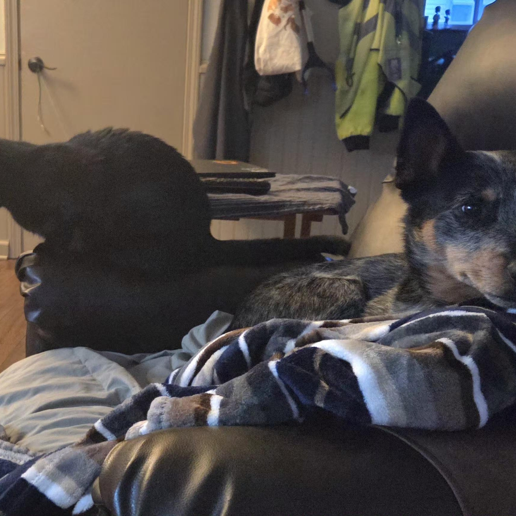 Enlarge Eddy, a Adopted Australian Cattle Dog / Blue Heeler in Naples, NY image 3/6