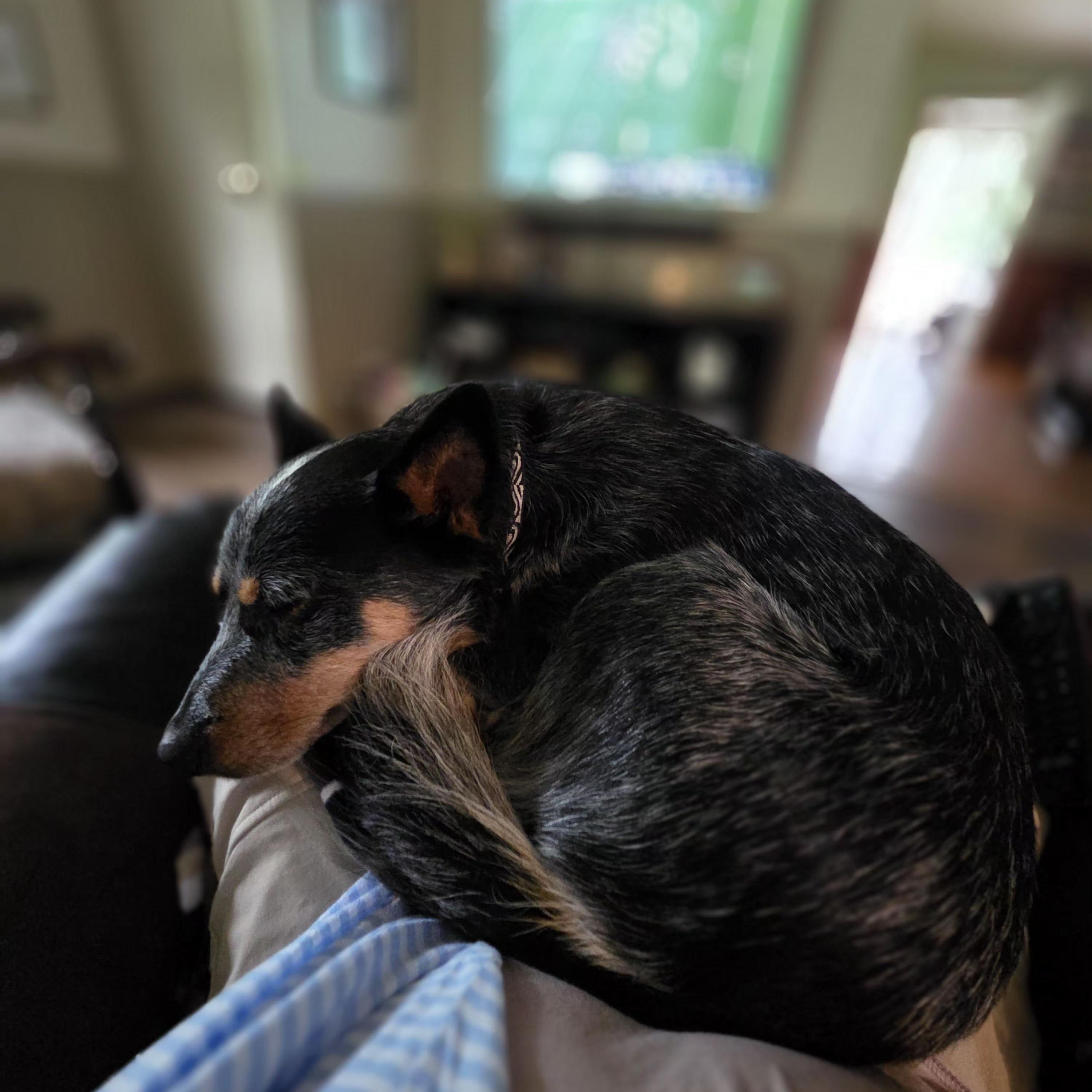 Enlarge Eddy, a Adopted Australian Cattle Dog / Blue Heeler in Naples, NY image 5/6