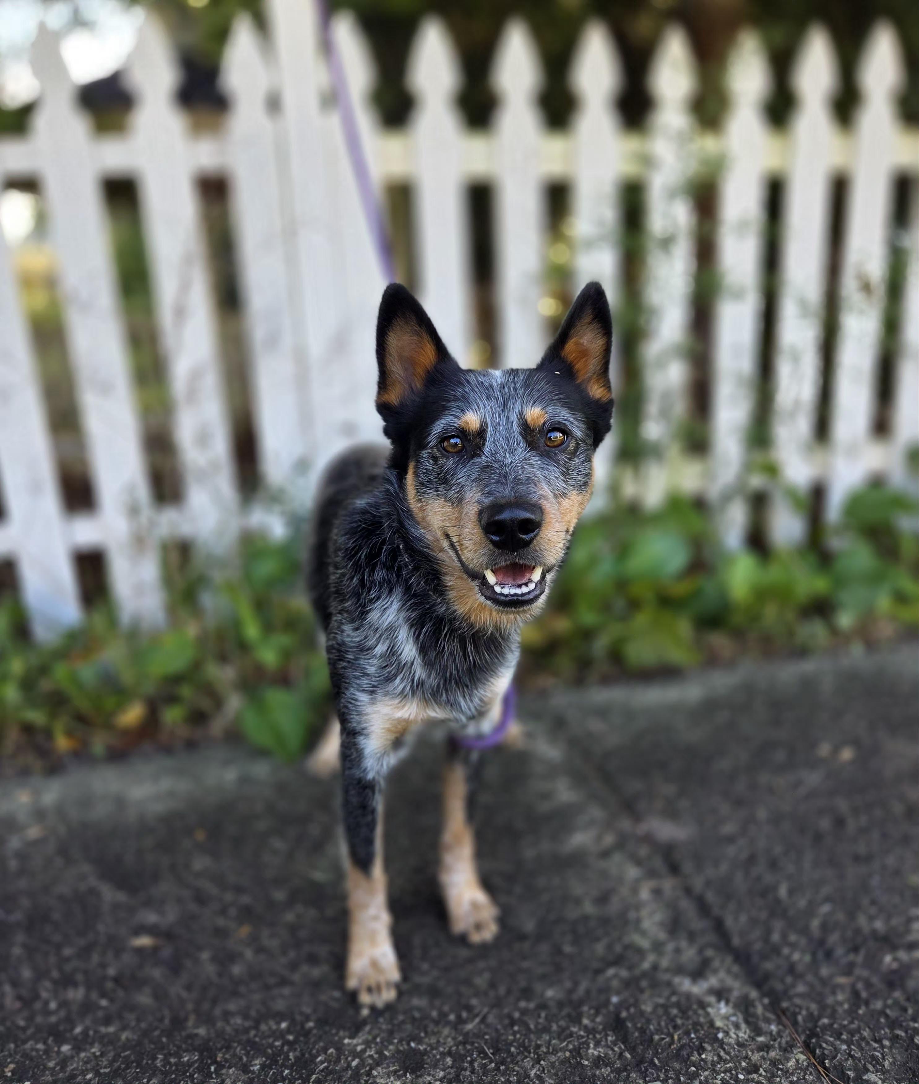 Enlarge Eddy, a Adopted Australian Cattle Dog / Blue Heeler in Naples, NY image 4/6