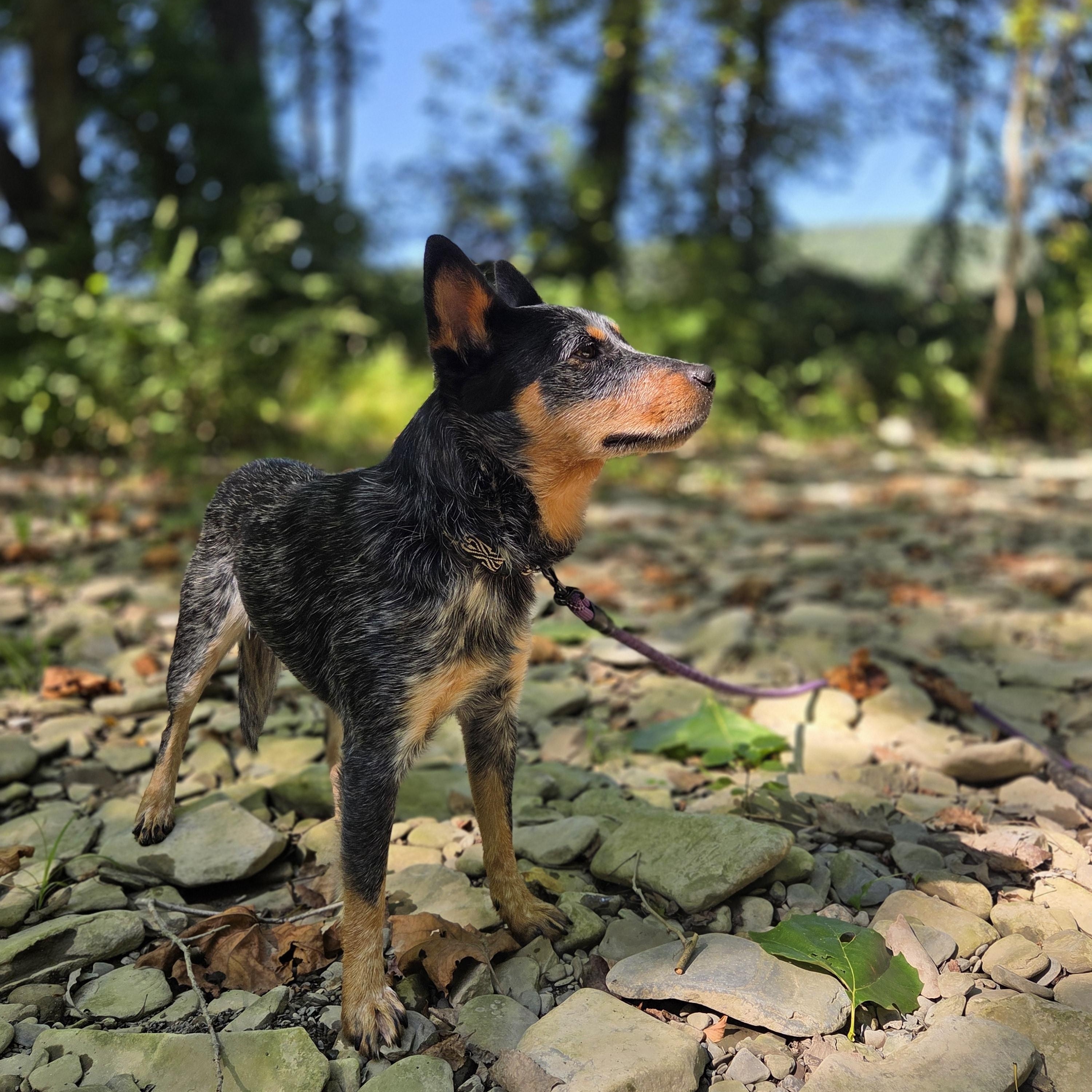Enlarge Eddy, a Adopted Australian Cattle Dog / Blue Heeler in Naples, NY image 2/6