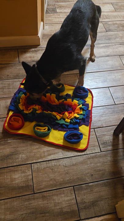 Enlarge Eddy, a Adopted Australian Cattle Dog / Blue Heeler in Naples, NY video 6/6