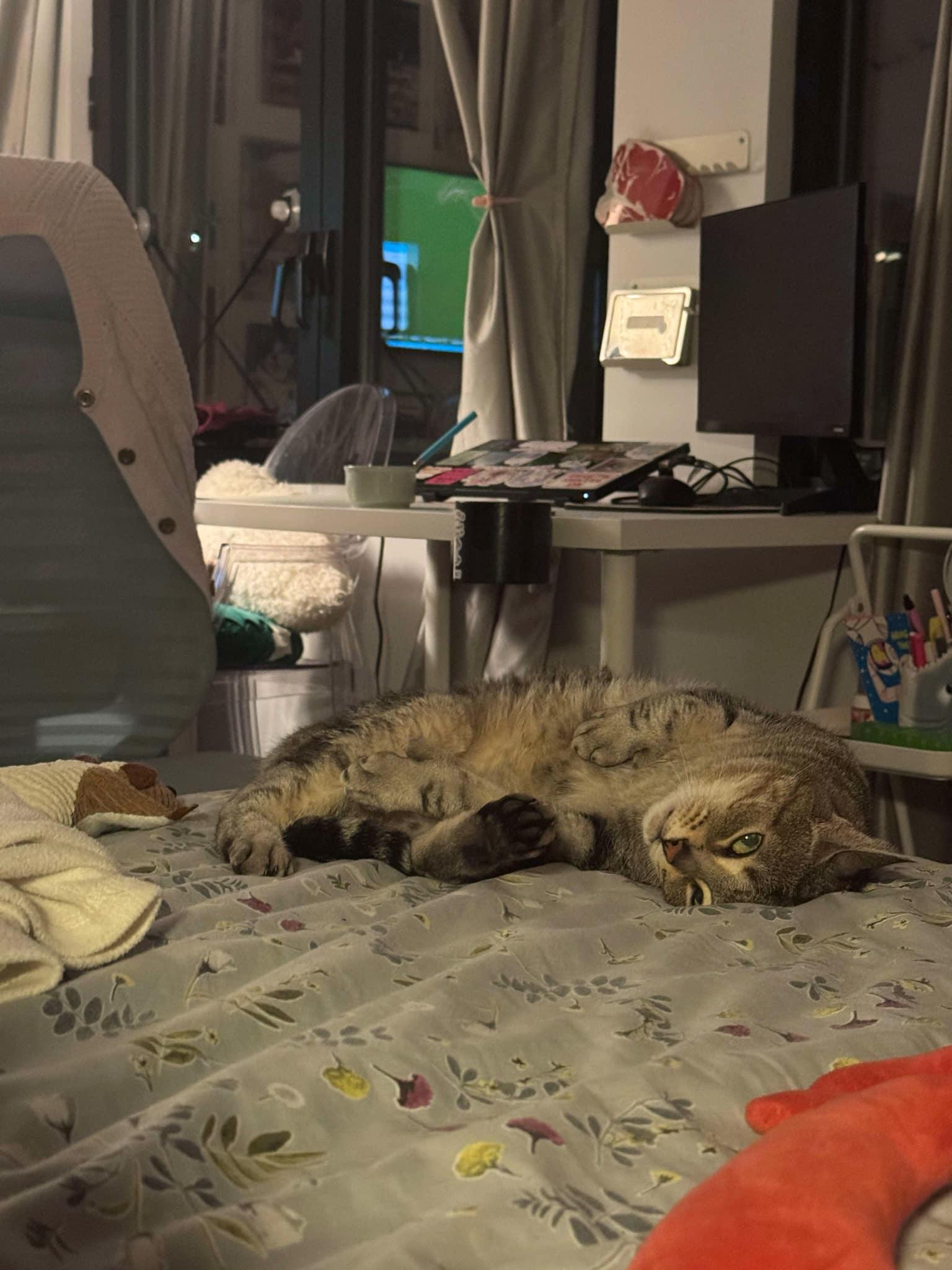 Enlarge Donatella, a Adoptable Domestic Short Hair in Montreal, QC image 1/3