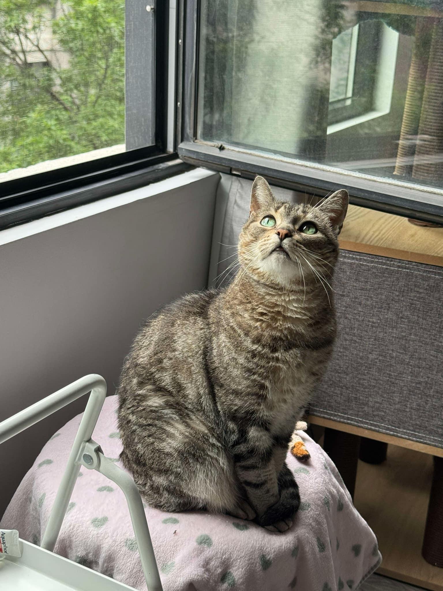 Enlarge Donatella, a Adoptable Domestic Short Hair in Montreal, QC image 2/3