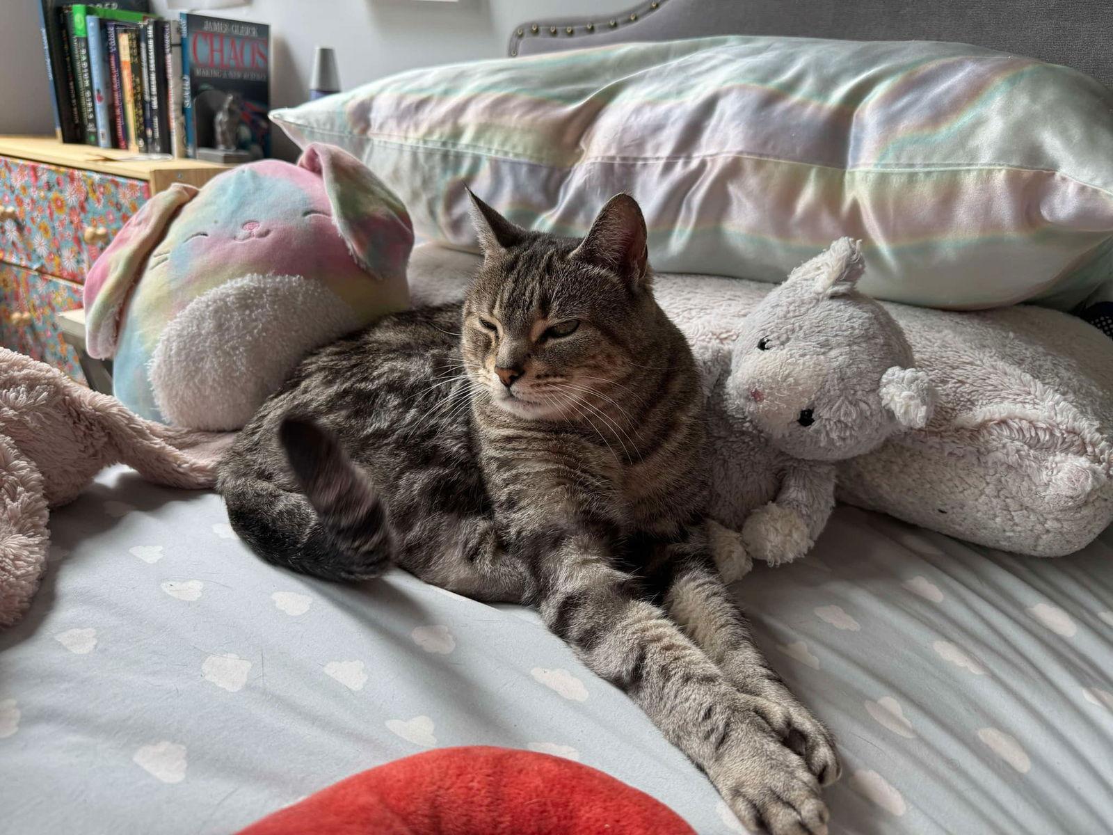 Enlarge Donatella, a Adoptable Domestic Short Hair in Montreal, QC image 3/3