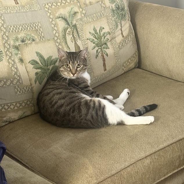 Randy, Adoptable, Adult Male Domestic Short Hair.