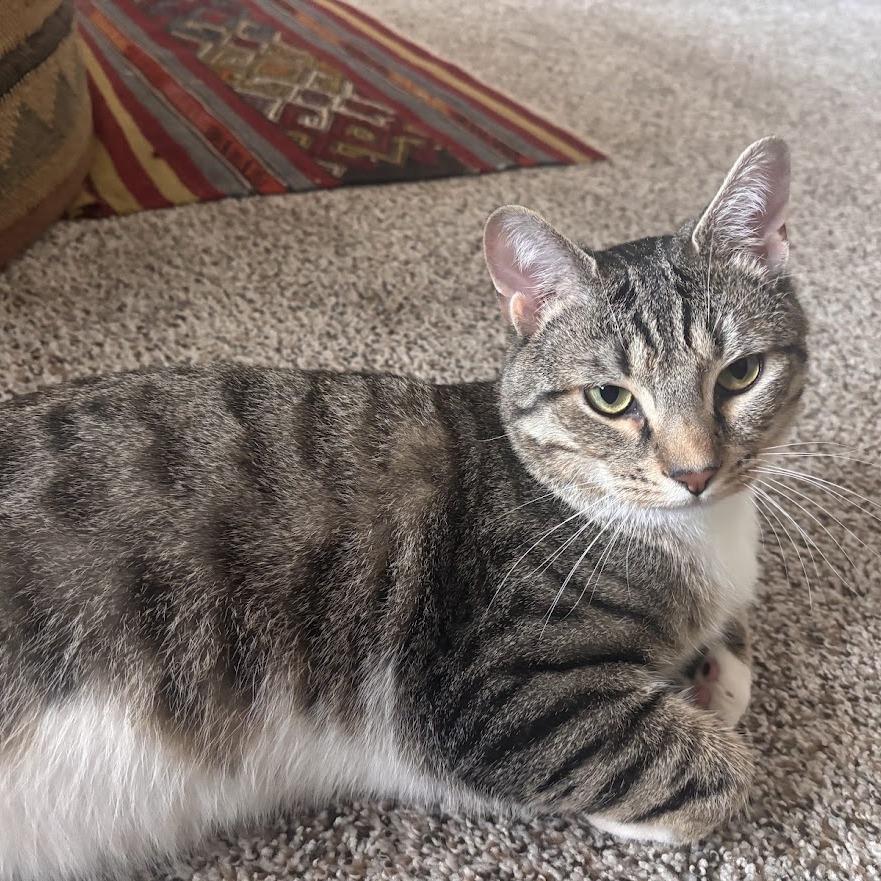 Enlarge Randy, a Adoptable Domestic Short Hair in Oak Ridge, TN image 2/6