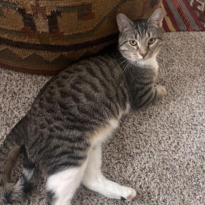 Enlarge Randy, a Adoptable Domestic Short Hair in Oak Ridge, TN image 3/6