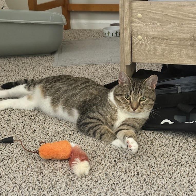 Enlarge Randy, a Adoptable Domestic Short Hair in Oak Ridge, TN image 4/6