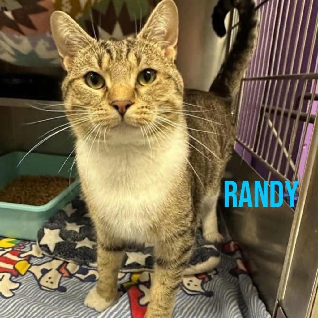 Randy, Adoptable, Adult Male Domestic Short Hair.