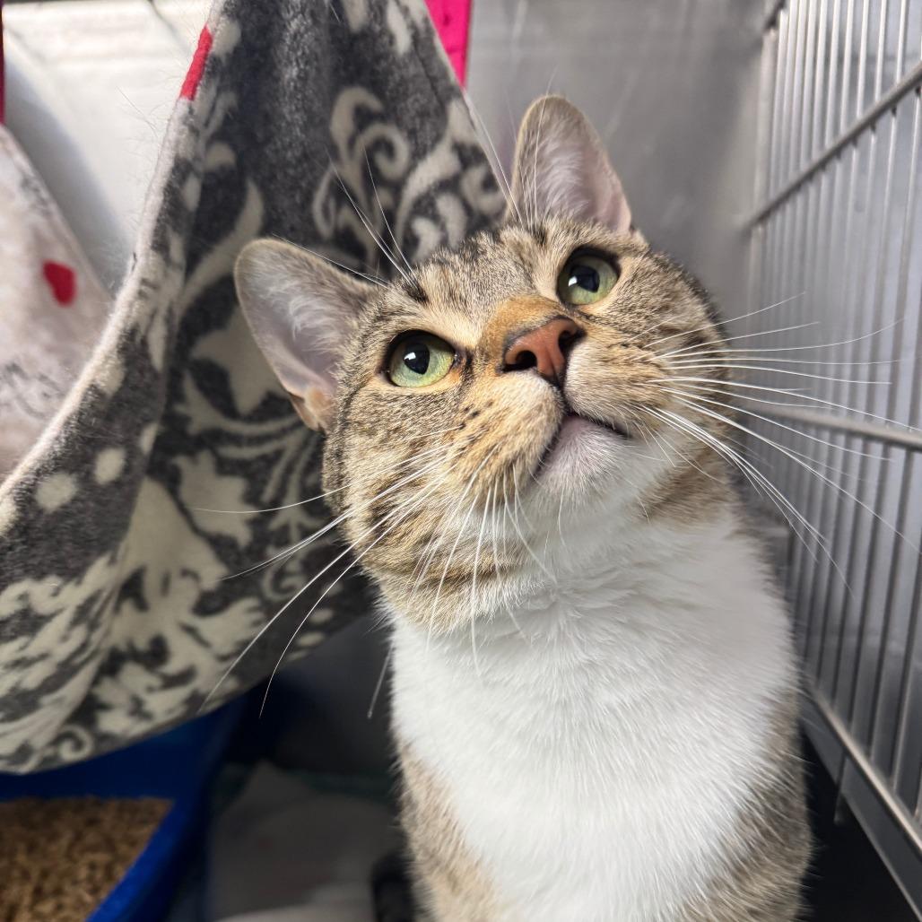 Enlarge Randy, a Adoptable Domestic Short Hair in Oak Ridge, TN image 6/6