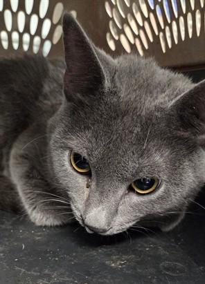 Murphy, ADOPTABLE, Adult Male Russian Blue.