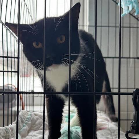 Loco, Adoptable, Adult Male Domestic Short Hair.