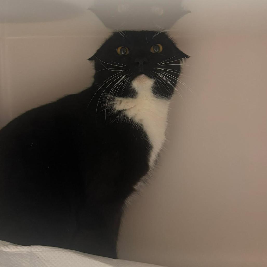 Enlarge Loco, a Adoptable Domestic Short Hair in Rocky Mount, VA image 2/2