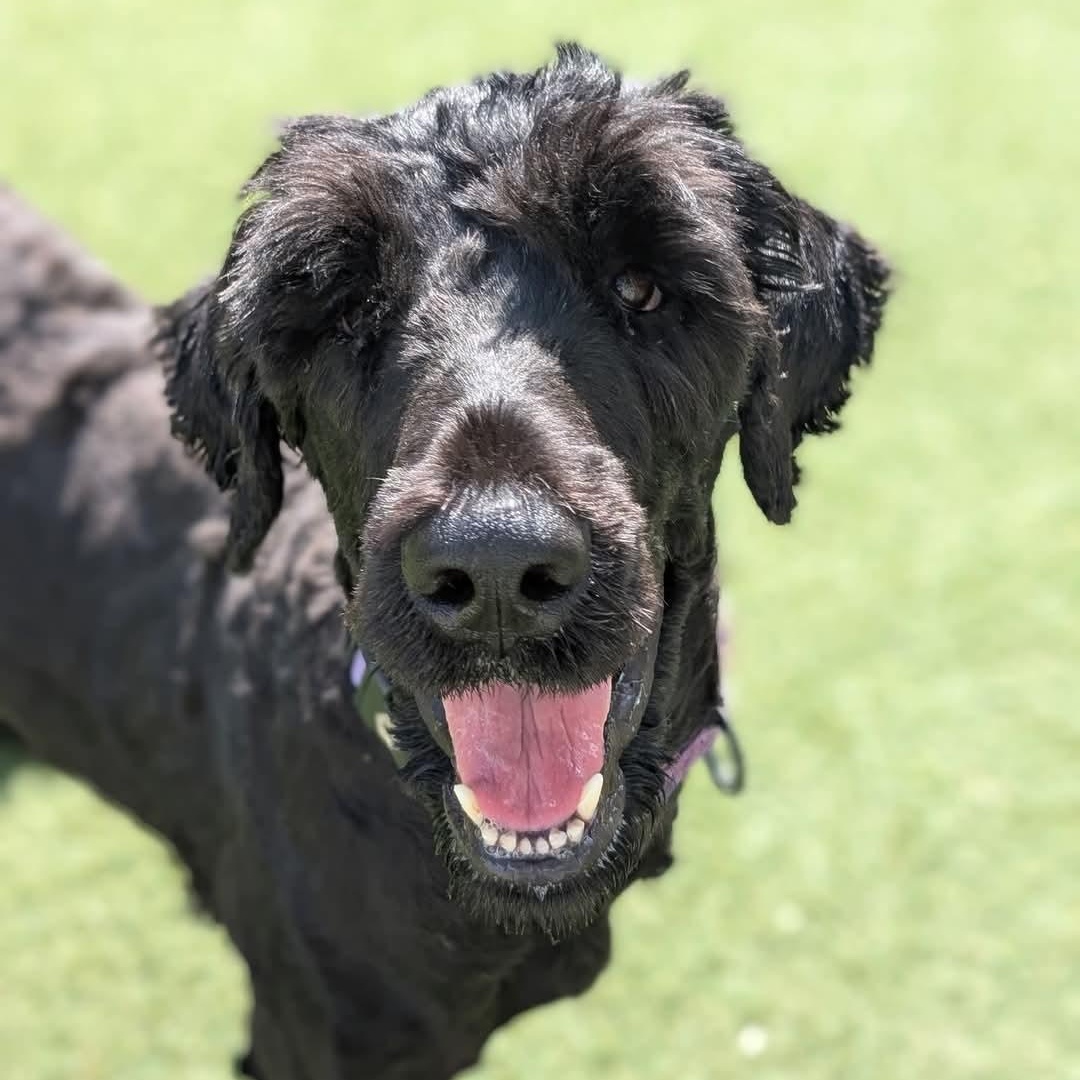 Teeter, Adult Female Portuguese Water Dog