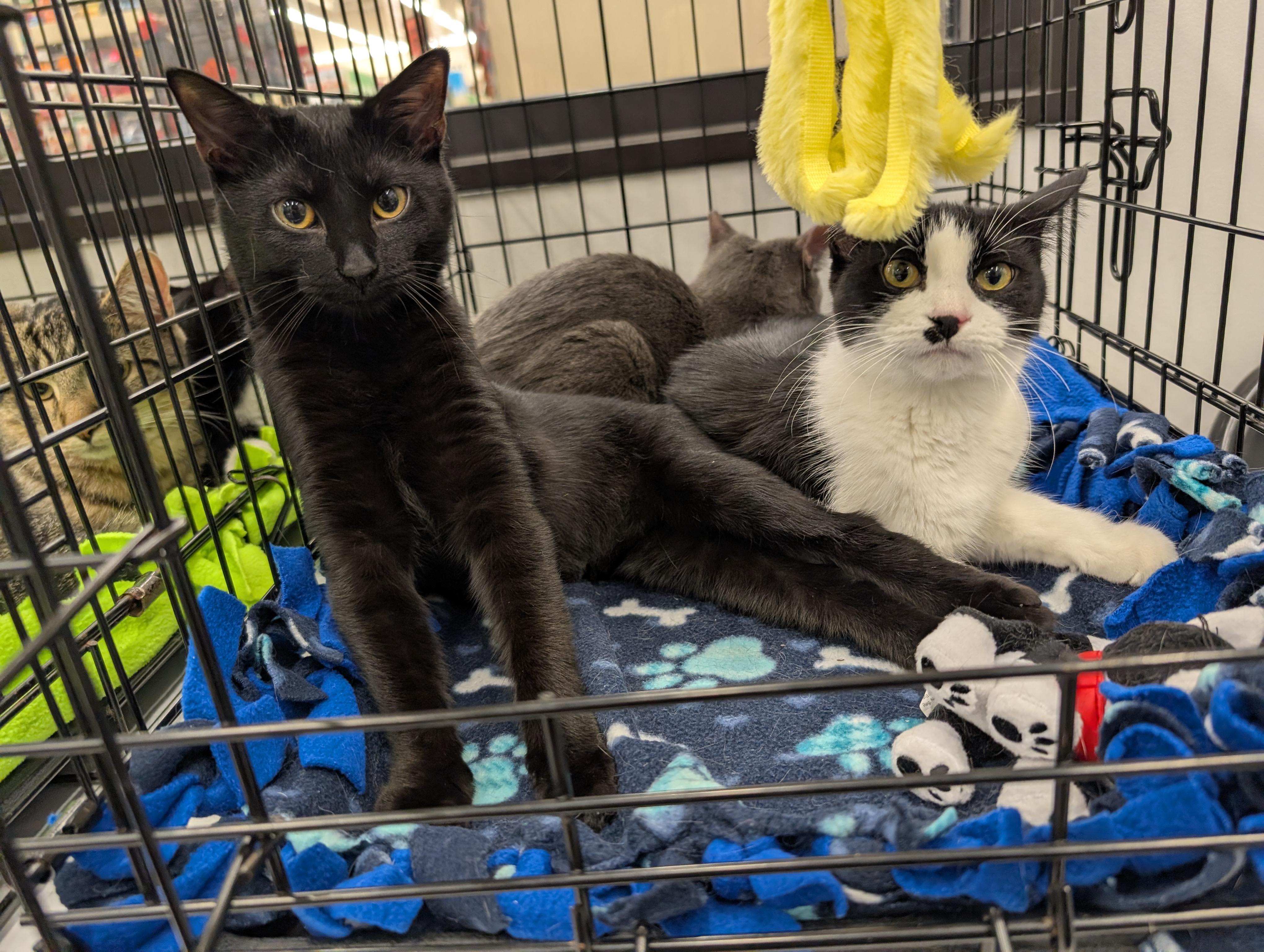 Enlarge Susie Q, a Adoptable Domestic Short Hair in Grayslake, IL image 1/3